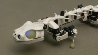 The Salamander Has Found A New Way!